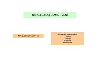 INTRACELLULAR COMPARTMENT

INORGANIC OSMOLYTES

ORGANIC OSMOLYTES
Glycine
Taurine
Creatine
Myoinositol

 