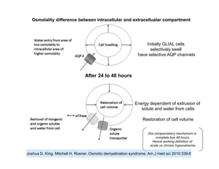 Osmolality difference between intracellular and extracellualar compartment

Initially GLIAL cells
selectively swell
have selective AQP channels

After 24 to 48 hours

Energy dependent of extrusion of
solute and water from cells
Restoration of cell volume
this compensatory mechanism is
complete bye 48 hours.
Hence working definition of
acute vs chronic hyponatremia

Joshua D. King, Mitchell H. Rosner. Osmotic demyelination syndrome. Am J med sci 2010:339;6

 