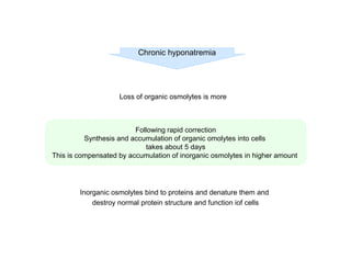 Chronic hyponatremia

Loss of organic osmolytes is more

Following rapid correction
Synthesis and accumulation of organic omolytes into cells
takes about 5 days
This is compensated by accumulation of inorganic osmolytes in higher amount

Inorganic osmolytes bind to proteins and denature them and
destroy normal protein structure and function iof cells

 