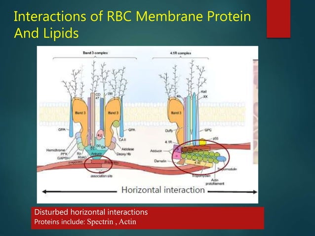 Cell Membrane Defect Osmotic fragility & rbc membrane defects 050916 | PPTX | Blood ...