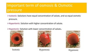 Important term of osmosis & Osmotic
pressure
Isotonic: Solutions have equal concentration of solute, and so equal osmotic
pressure.
Hypertonic: Solution with higher concentration of solute.
Hypotonic: Solution with lower concentration of solute.
Isotonic Hypertonic Hypotonic
 