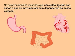 No corpo humano há músculos que não estão ligados aos
ossos e que se movimentam sem dependerem da nossa
vontade.
 