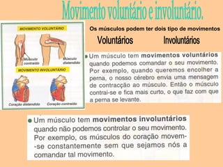 Os músculos podem ter dois tipo de movimentos
 