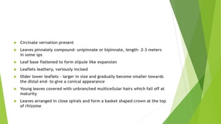  Circinate vernation present
 Leaves pinnately compound- unipinnate or bipinnate, length- 2-3 meters
in some sps
 Leaf base flattened to form stipule like expansion
 Leaflets leathery, variously incised
 Older lower leaflets – larger in size and gradually become smaller towards
the distal end- to give a conical appearance
 Young leaves covered with unbranched multicellular hairs which fall off at
maturity
 Leaves arranged in close spirals and form a basket shaped crown at the top
of rhizome
 