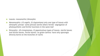 Leaves- monomorhic/dimorphic
 Monomorphic-( O.regalis, O.claytoniana) only one type of leaves with
dimorphic pinnae- some pinnule sterile others fertile- segregation of
photosynthetic and fertile functions in the same leaf
 Dimorphic- (O.cinnamomea, O.japonica)two types of leaves- sterile leaves
and fertile leaves. Fertle leaves- no green lamina- have only sporangia
directly borne on the branches of rachis
 