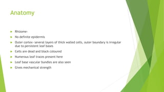 Anatomy
 Rhizome-
 No definite epidermis
 Outer cortex- several layers of thick walled cells, outer boundary is irregular
due to persistent leaf bases
 Cells are dead and black coloured
 Numerous leaf traces present here
 Leaf base vascular bundles are also seen
 Gives mechanical strength
 