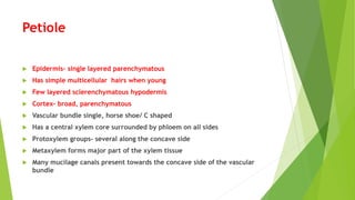 Petiole
 Epidermis- single layered parenchymatous
 Has simple multicellular hairs when young
 Few layered sclerenchymatous hypodermis
 Cortex- broad, parenchymatous
 Vascular bundle single, horse shoe/ C shaped
 Has a central xylem core surrounded by phloem on all sides
 Protoxylem groups- several along the concave side
 Metaxylem forms major part of the xylem tissue
 Many mucilage canals present towards the concave side of the vascular
bundle
 