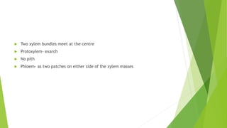  Two xylem bundles meet at the centre
 Protoxylem- exarch
 No pith
 Phloem- as two patches on either side of the xylem masses
 