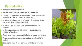 Reproduction
 Sporophyte- homosporous
 Fertile pinna arise as branches of the rachis
 Clusters of sporangia are borne on these thinned out
leaflets- known as tassels of sporangia.
 In some sps- lower parts of pinna – fertile and distal
parts sterile and photosynthetic
 In some. Sterile pinna bear sporangia along the
margins
 In O.claytoniana, fertile pinna restricted to the
middle of the leaf
 Pinna bear many sporangial clusters- known as tassels
 A sporangial tassel corresponds to a section of the
leaflet
 Sporangia- naked- not covered by indusia or hairs
 