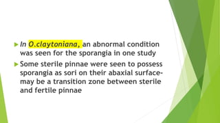  In O.claytoniana, an abnormal condition
was seen for the sporangia in one study
 Some sterile pinnae were seen to possess
sporangia as sori on their abaxial surface-
may be a transition zone between sterile
and fertile pinnae
 