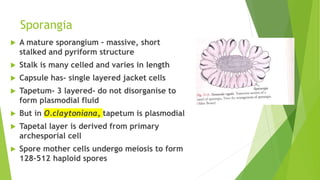 Sporangia
 A mature sporangium – massive, short
stalked and pyriform structure
 Stalk is many celled and varies in length
 Capsule has- single layered jacket cells
 Tapetum- 3 layered- do not disorganise to
form plasmodial fluid
 But in O.claytoniana, tapetum is plasmodial
 Tapetal layer is derived from primary
archesporial cell
 Spore mother cells undergo meiosis to form
128-512 haploid spores
 