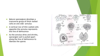  Mature sporangium develops a
transverse group of thick walled
cells on one side- annulus
 A vertical row of thin walled cells
opposite the annulus represents
the line of dehiscence
 As the annulus dries and shrinks,
sporangial wall is pulled apart
along the line of dehiscence to
liberate the spores
 