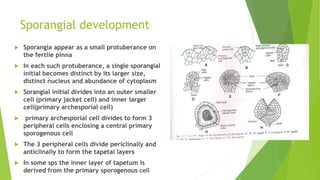 Sporangial development
 Sporangia appear as a small protuberance on
the fertlie pinna
 In each such protuberance, a single sporangial
initial becomes distinct by its larger size,
distinct nucleus and abundance of cytoplasm
 Sorangial initial divides into an outer smaller
cell (primary jacket cell) and inner larger
cell(primary archesporial cell)
 primary archesporial cell divides to form 3
peripheral cells enclosing a central primary
sporogenous cell
 The 3 peripheral cells divide periclinally and
anticlinally to form the tapetal layers
 In some sps the inner layer of tapetum is
derived from the primary sporogenous cell
 