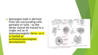  Sporangial stalk is derived
from the surrounding cells
partially or fully – so the
devpt cannot be traced to a
single cell as in
leptosporangiate ferns- so it
is named as
protoleptosporangiate
development
 