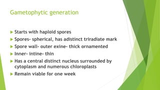 Gametophytic generation
 Starts with haploid spores
 Spores- spherical, has adistinct triradiate mark
 Spore wall- outer exine- thick ornamented
 Inner- intine- thin
 Has a central distinct nucleus surrounded by
cytoplasm and numerous chloroplasts
 Remain viable for one week
 