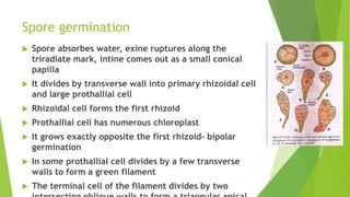 Spore germination
 Spore absorbes water, exine ruptures along the
triradiate mark, intine comes out as a small conical
papilla
 It divides by transverse wall into primary rhizoidal cell
and large prothallial cell
 Rhizoidal cell forms the first rhizoid
 Prothallial cell has numerous chloroplast
 It grows exactly opposite the first rhizoid- bipolar
germination
 In some prothallial cell divides by a few transverse
walls to form a green filament
 The terminal cell of the filament divides by two
 