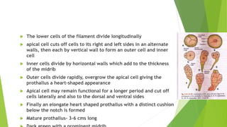  The lower cells of the filament divide longitudinally
 apical cell cuts off cells to its right and left sides in an alternate
walls, then each by vertical wall to form an outer cell and inner
cell
 Inner cells divide by horizontal walls which add to the thickness
of the midrib
 Outer cells divide rapidly, overgrow the apical cell giving the
prothallus a heart-shaped appearance
 Apical cell may remain functional for a longer period and cut off
cells laterally and also to the dorsal and ventral sides
 Finally an elongate heart shaped prothallus with a distinct cushion
below the notch is formed
 Mature prothallus- 3-6 cms long
 
