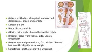  Mature prothallus- elongated, unbranched,
dorsiventral, green and cordate
 Length 2-3 cm
 Has a distinct midrib
 Midrib- thick and cishioned below the notch
 Rhizoids- arise from ventral side, usually
unicellular
 Monoecious and protandrous, flat, ribbon like and
has smooth/ slightly wavy margin
 Sometimes- prothallus may be unisexual
 