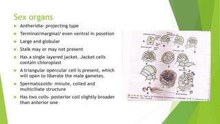 Sex organs
 Antheridia- projecting type
 Terminal/marginal/ even ventral in posotion
 Large and globular
 Stalk may or may not present
 Has a single layered jacket. Jacket cells
contain chloroplast
 A triangular opercular cell is present, which
will open to liberate the male gametes.
 Spermatozoids- minute, coiled and
multiciliate structure
 Has two coils- posterior coil slightly broader
than anterior one
 
