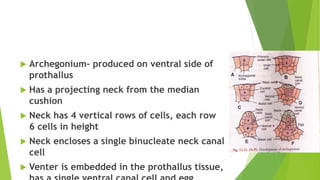  Archegonium- produced on ventral side of
prothallus
 Has a projecting neck from the median
cushion
 Neck has 4 vertical rows of cells, each row
6 cells in height
 Neck encloses a single binucleate neck canal
cell
 Venter is embedded in the prothallus tissue,
 