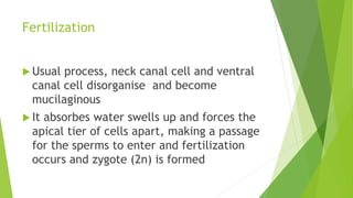 Fertilization
 Usual process, neck canal cell and ventral
canal cell disorganise and become
mucilaginous
 It absorbes water swells up and forces the
apical tier of cells apart, making a passage
for the sperms to enter and fertilization
occurs and zygote (2n) is formed
 