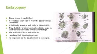 Embryogeny
 Dipoid zygote is established
 It secretes a thick wall to form the oospore inside
the venter
 It divides by a vertcal wall to form 2 equal cells
 They divide by another vertical wall right angle to
the first vertical wall to form quadrant stage
 the epibasl half form leaf and stem
 Hypobasal half form foot and root.
 No suspensor- so the development is exoscopic.
 