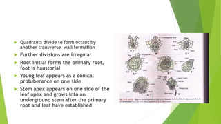  Quadrants divide to form octant by
another transverse wall formation
 Further divisions are irregular
 Root initial forms the primary root,
foot is haustorial
 Young leaf appears as a conical
protuberance on one side
 Stem apex appears on one side of the
leaf apex and grows into an
underground stem after the primary
root and leaf have established
 