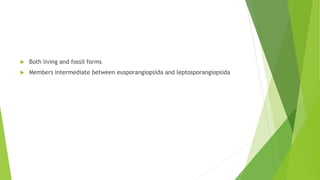  Both living and fossil forms
 Members intermediate between eusporangiopsida and leptosporangiopsida
 