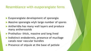 Resemblance with eusporangiate ferns
 Eusporangiate development of sporangia
 Massive sporangia wiyh large number of spores
 Antheridia has many wall layers and produce
many antherozoids
 Prothallus- thick, massive and long lived
 Indistinct endodermis, presence of mucilage
canals near vascular bundles
 Presence of stipule at the base of petiole
 