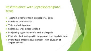 Resemblance with leptosporangiate
ferns
 Tapetum originate from archesporial cells
 Primitive type annulus
 Thin walled stomium
 Sporangial wall single layered
 Projecting type antheridia and archegonia
 Prothalus lack endophytic fungus and is of cordate type
 Prone type embryo development- first division of
zygote vertical
 