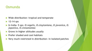 Osmunda
 Wide distribution- tropical and temperate
 12-14 sps
 In India- 5 sps- O.regalis, O.claytoniana, O.javanica, O.
japonica, O.cinnamomea
 Grows in higher altitudes usually
 Prefer shaded and cool habitats
 Very much restricted in distribution- in isolated patches
 