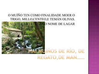 O MUÍÑO TEN COMO FINALIDADE MOER O TRIGO, MILLO,CENTEO,E TEMÁN OLIVAS.NESTE CASO RECIBÍA O NOME DE LAGARHAI MUÍÑOS DE RÍO, DE REGATO,DE MAN……