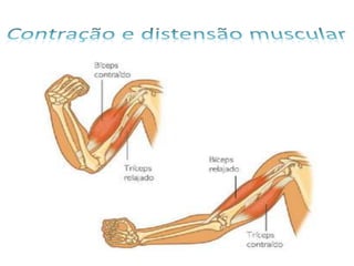 Os musculos   grupo do afonso