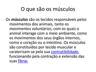 O que são os músculos
Os músculos são os tecidos responsáveis pelos
movimentos dos animais, tanto os
movimentos voluntários, com os quais o
animal interage com o meio ambiente, como
os movimentos dos seus órgãos internos,
como o coração ou o intestino. Os músculos
são constituídos por tecido muscular e
caraterizam-se pela sua contratibilidade,
funcionando pela contração e extensão das
suas fibras

 
