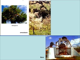 amendoeira

Nora

 