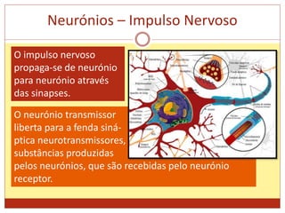 O neurónio transmissor
liberta para a fenda siná-
ptica neurotransmissores,
substâncias produzidas
pelos neurónios, que são recebidas pelo neurónio
receptor.
Neurónios – Impulso Nervoso
O impulso nervoso
propaga-se de neurónio
para neurónio através
das sinapses.
 