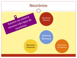 Neurónios
Sistema
Nervoso
Neurónios
Motores
Neurónios
Conectores
Neurónios
Sensoriais
 