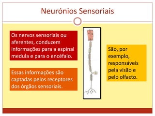 Neurónios Sensoriais
Os nervos sensoriais ou
aferentes, conduzem
informações para a espinal
medula e para o encéfalo.
Essas informações são
captadas pelos receptores
dos órgãos sensoriais.
São, por
exemplo,
responsáveis
pela visão e
pelo olfacto.
 
