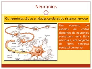 Neurónios
Os neurónios são as unidades celulares do sistema nervoso
Um conjunto de
axónios ou certas
dendrites de neurónios
constituem uma fibra
nervosa e, um conjunto
de fibras nervosas
constitui um nervo.
 