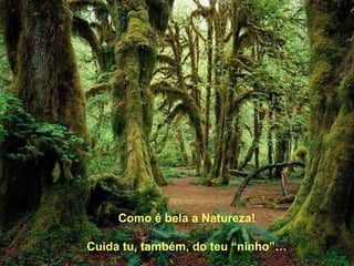 Como é bela a Natureza! Cuida tu, também, do teu “ninho”… 