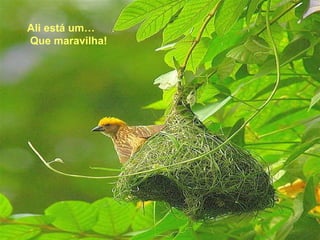 Ali está um… Que maravilha! 