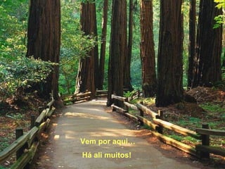 Vem por aqui… Há ali muitos!  