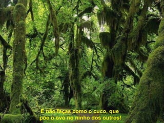 E não faças como o cuco, que
põe o ovo no ninho dos outros!
 