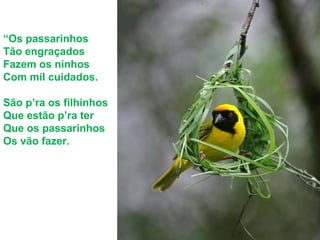 “Os passarinhos
Tão engraçados
Fazem os ninhos
Com mil cuidados.
São p’ra os filhinhos
Que estão p’ra ter
Que os passarinhos
Os vão fazer.
 