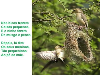 Nos bicos trazem
Coisas pequenas,
E o ninho fazem
De musgo e penas.
Depois, lá têm
Os seus meninos,
Tão pequeninos
Ao pé da mãe.
 