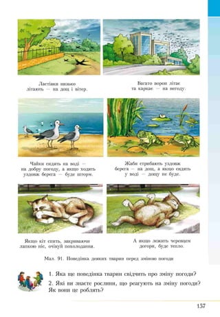 Ластівки низько Багато ворон літає
літають — на дощ і вітер. та каркає — на негоду.
Чайки сидять на воді —
на добру погоду, а якщо ходять
уздовж берега — буде шторм.
Жаби стрибають уздовж
берега — на дощ, а якщо сидять
у воді — дощу не буде.
Якщо кіт спить, закриваючи А якщо лежить черевцем
лапкою ніс, очікуй похолодання. догори, буде тепло.
Мал. 91. Поведінка деяких тварин перед зміною погоди
1. Яка ще поведінка тварин свідчить про зміну погоди?
2. Які ви знаєте рослитти, що реагують на зміну погоди?
Як вони це роблять?
157
 