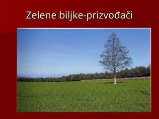 Zelene biljke-prizvođači
Zelene biljke-prizvođači
 