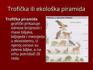 Trofička ili ekološka piramida
Trofička ili ekološka piramida
Trofička piramida
Trofička piramida
grafički prikazuje
grafički prikazuje
odnose brojnosti i
odnose brojnosti i
mase biljaka,
mase biljaka,
biljojeda i mesojeda
biljojeda i mesojeda
u ekosistemu. U
u ekosistemu. U
njenoj osnovi su
njenoj osnovi su
zelene biljke, a na
zelene biljke, a na
vrhu potrošači III
vrhu potrošači III
reda.
reda.
 