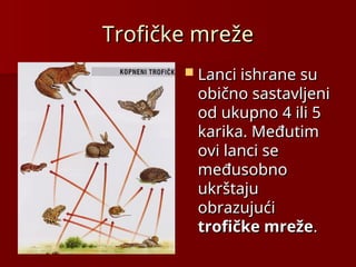 Trofičke mreže
Trofičke mreže
 Lanci ishrane su
Lanci ishrane su
obično sastavljeni
obično sastavljeni
od ukupno 4 ili 5
od ukupno 4 ili 5
karika.
karika. Međutim
Međutim
ovi lanci se
ovi lanci se
međusobno
međusobno
ukrštaju
ukrštaju
obrazujući
obrazujući
trofičke mreže
trofičke mreže.
.
 