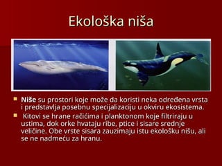 Ekološka niša
Ekološka niša
 Niše
Niše su prostori koje može da koristi neka određena vrsta
su prostori koje može da koristi neka određena vrsta
i predstavlja posebnu specijalizaciju u okviru ekosistema.
i predstavlja posebnu specijalizaciju u okviru ekosistema.
 Kitovi se hrane račićima i planktonom koje filtriraju u
Kitovi se hrane račićima i planktonom koje filtriraju u
ustima, dok orke hvataju ribe, ptice i sisare srednje
ustima, dok orke hvataju ribe, ptice i sisare srednje
veličine. Obe vrste sisara zauzimaju istu ekološku nišu, ali
veličine. Obe vrste sisara zauzimaju istu ekološku nišu, ali
se ne nadmeću za hranu.
se ne nadmeću za hranu.
 